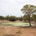 buffalo-in-algea-pond