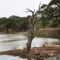 eagle-on-tree-by-water