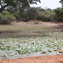 lotus-pond