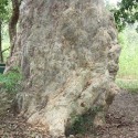 tree-trunk