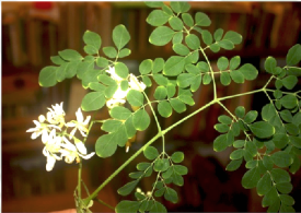 moringa_leaves